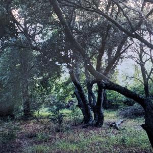 Photo #1 of 2006 Sea Gull Road, Corolla, NC