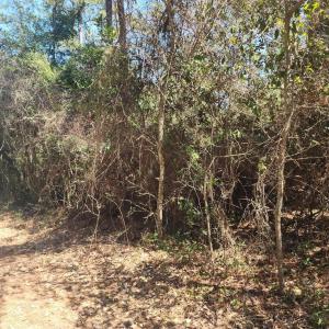 Photo #5 of Holly Ridge Road, Manteo, NC 1.0 acres