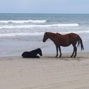 Photo #14 of 1639 Ocean Pearl Road, Corolla, NC