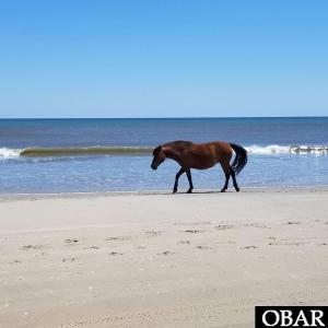 Photo #15 of 1639 Ocean Pearl Road, Corolla, NC