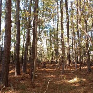 Photo #13 of 4332 Riverneck Road, Columbia, NC