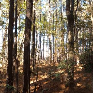 Photo #14 of 4332 Riverneck Road, Columbia, NC