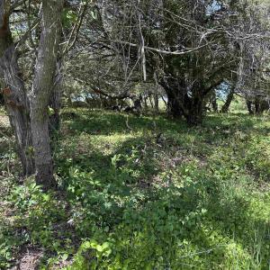 Photo #2 of TBD Creek Point Road, Ocracoke, NC 0.2 acres