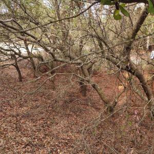 Photo #20 of 2356 Sandpiper Road, Corolla, NC