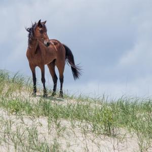 Photo #11 of 2170 Sandfiddler Road, Corolla, NC 0.3 acres