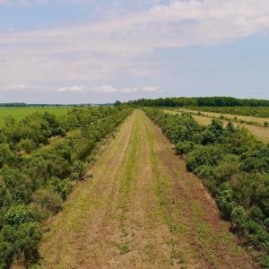 Photo #9 of Magnolia Road, Columbia, NC