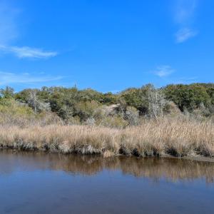 Possible House Site?