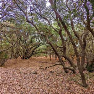 Photo #7 of 2386 Carova Road, Corolla, NC 0.3 acres