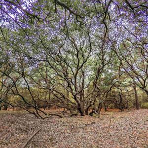 Photo #6 of 2386 Carova Road, Corolla, NC 0.3 acres