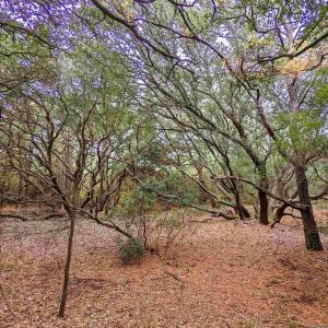 Photo #5 of 2386 Carova Road, Corolla, NC 0.3 acres