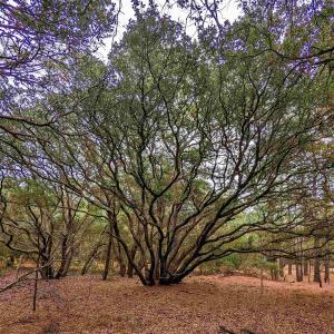 Photo #9 of 2386 Carova Road, Corolla, NC 0.3 acres