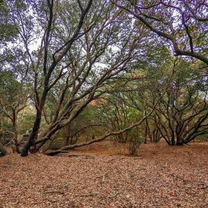 Photo #8 of 2386 Carova Road, Corolla, NC 0.3 acres