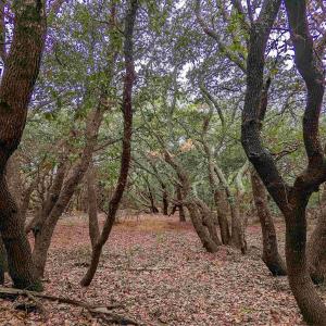 Photo #11 of 2386 Carova Road, Corolla, NC 0.3 acres