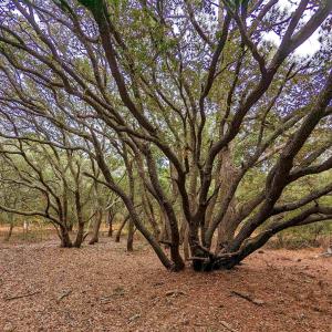 Photo #10 of 2386 Carova Road, Corolla, NC 0.3 acres