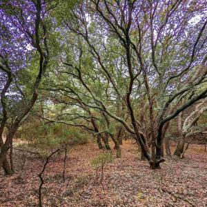 Photo #4 of 2386 Carova Road, Corolla, NC 0.3 acres