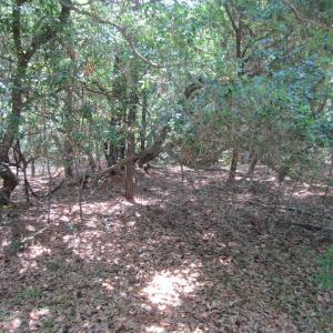 Photo #13 of 134 Goose Feather Lane, Southern Shores, NC 0.5 acres