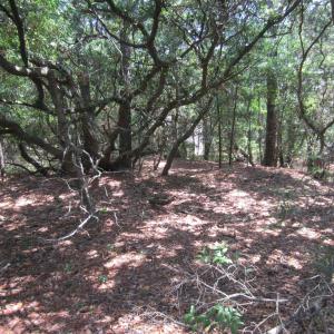 Photo #8 of 134 Goose Feather Lane, Southern Shores, NC 0.5 acres