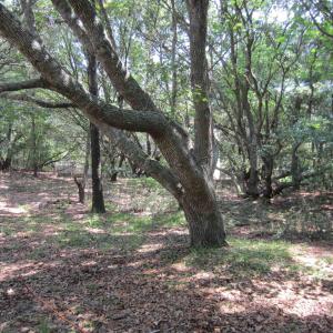 Photo #15 of 134 Goose Feather Lane, Southern Shores, NC 0.5 acres