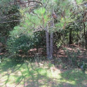 Photo #10 of 134 Goose Feather Lane, Southern Shores, NC 0.5 acres