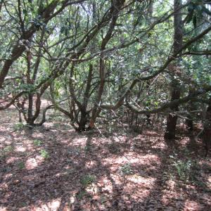 Photo #6 of 134 Goose Feather Lane, Southern Shores, NC 0.5 acres
