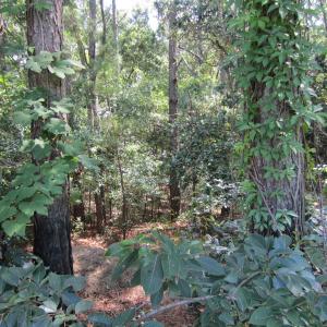 Photo #9 of 134 Goose Feather Lane, Southern Shores, NC 0.5 acres