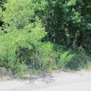 Photo #11 of 7167 Caratoke Highway, Jarvisburg, NC 1.5 acres