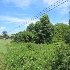 Photo #13 of 7167 Caratoke Highway, Jarvisburg, NC 1.5 acres