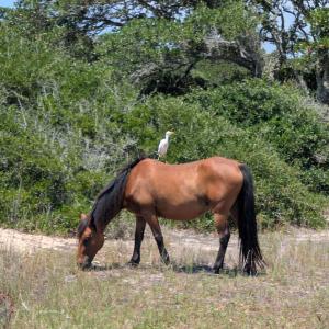 Photo #11 of 1631 Ocean Pearl Road, Corolla, NC 0.3 acres