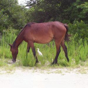 Photo #8 of 2364 Swan Island Road, Corolla, NC 0.3 acres