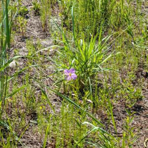 Photo #3 of 2366 Swan Island Road, Corolla, NC 0.3 acres