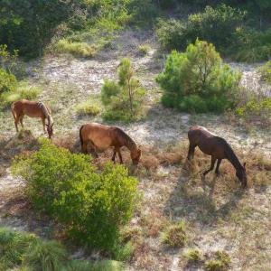 Photo #11 of 2366 Swan Island Road, Corolla, NC 0.3 acres