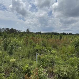 Photo #1 of TBD Cove Road, New Hope, NC