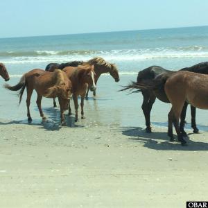 Photo #10 of 2325 False Cape Road, Corolla, NC