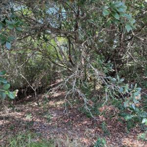 Wooded Lot