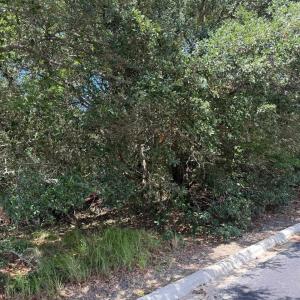 Photo #8 of 131 Brandon Court, Duck, NC 0.4 acres