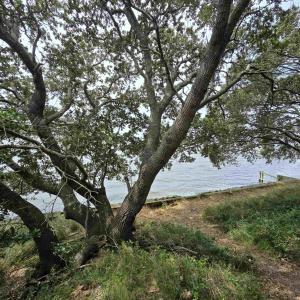 Photo #9 of 31 North Dune Loop, Southern Shores, NC 0.4 acres