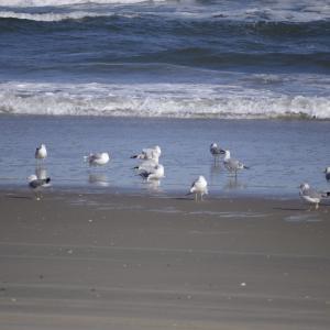 Photo #42 of 2301 Sandfiddler Road, Corolla, NC 0.8 acres