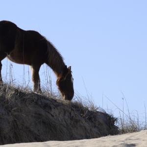 Photo #35 of 2301 Sandfiddler Road, Corolla, NC 0.8 acres