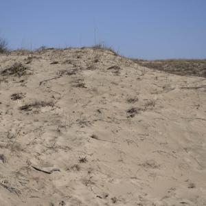 Photo #20 of 2301 Sandfiddler Road, Corolla, NC 0.8 acres