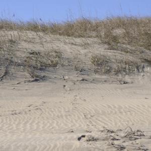 Photo #30 of 2301 Sandfiddler Road, Corolla, NC 0.8 acres