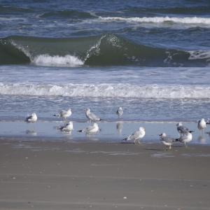 Photo #43 of 2301 Sandfiddler Road, Corolla, NC 0.8 acres