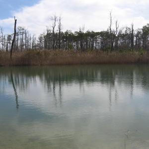 Photo #26 of 4161 Caratoke Highway, Barco, NC 92.4 acres
