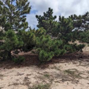 Vegetation to the south