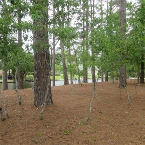 Photo #9 of 105 Mallard Court, Grandy, NC 0.5 acres