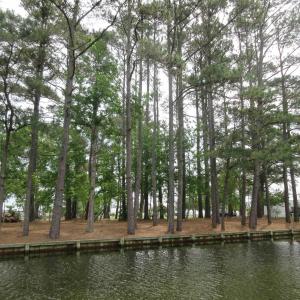 Photo #12 of 105 Mallard Court, Grandy, NC 0.5 acres