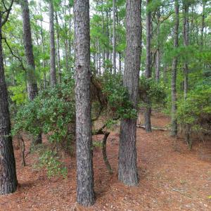 Photo #11 of 2343 Ocean Pearl Road, Corolla, NC 0.3 acres