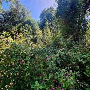 Photo #6 of 50265 Timber Trail, Frisco, NC 0.2 acres