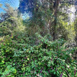 Photo #3 of 50265 Timber Trail, Frisco, NC 0.2 acres