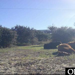 Photo #5 of 2126 Sandpiper Road, Corolla, NC 0.4 acres