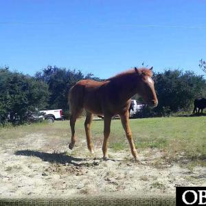Photo #3 of 2126 Sandpiper Road, Corolla, NC 0.4 acres